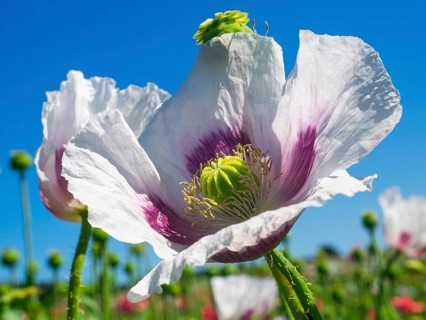 Poppy blossom