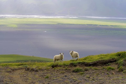 Sheep at Hjoerleifshoefdi (Viking grave)