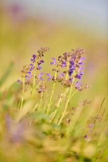Meadow clary (Salvia pratensis) blooming in a meadow