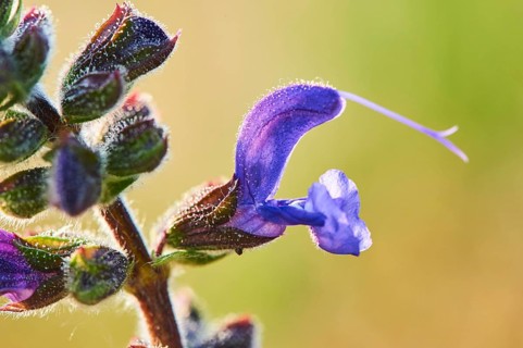 Meadow clary (Salvia pratensis) blooming in a meadow