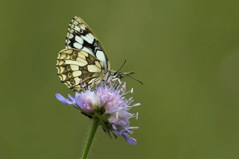 Marbled white (Melanargia galathea) on Field scabious (Knautia arvensis)
