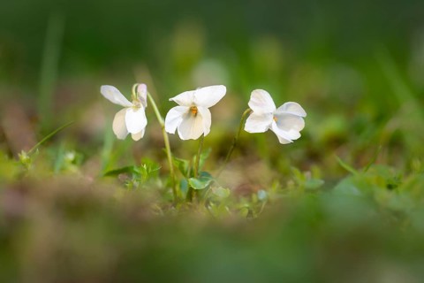 White wood violet (Viola alba) in a meadow