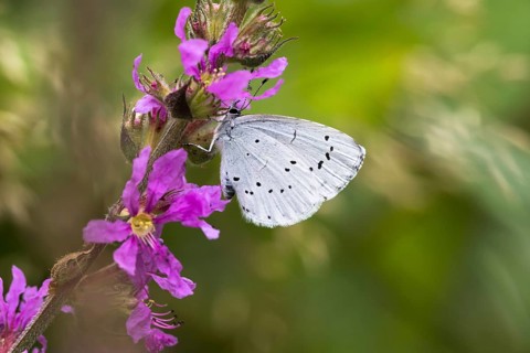Holly Blue (Celastrina argiolus) on Purple loosestrife (Lythrum salicaria)