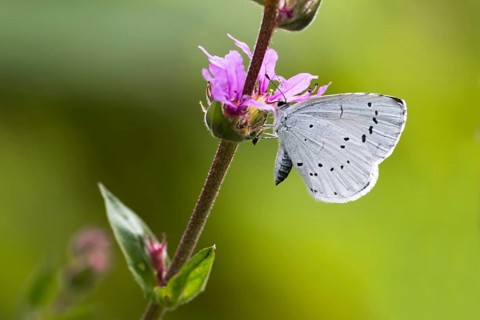 Holly Blue (Celastrina argiolus) on borage (Borago officinalis) flower