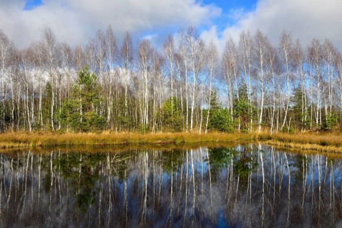 Birch grove Downy birch (Betula pubescens) at bog pond
