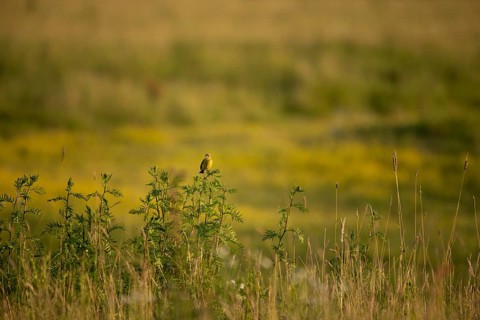 Meadow Wagtail (Motacilla flava)