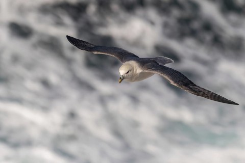 Northern fulmar (Fulmarus glacialis) in flight