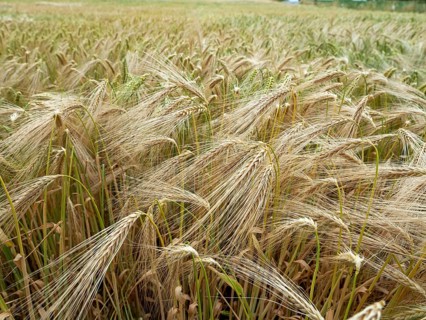 Grain field in the Rundlingsdorf Meuchelfitz