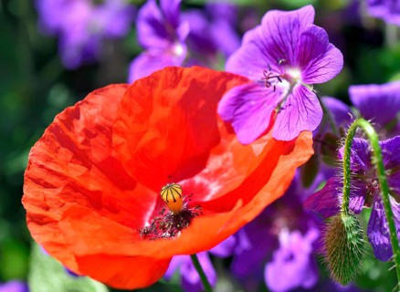 Flowering poppy flower (Papaver rhoeas) and meadow stork's beak (Geranium pratense)