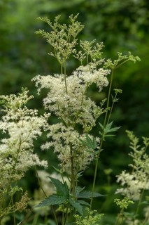 Meadowsweet (Filipendula ulmaria)