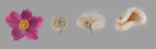 Chinese anemone (Anemone hupehensis)