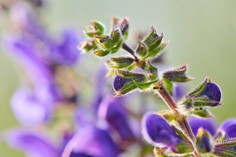 Meadow clary (Salvia pratensis) blooming in a meadow