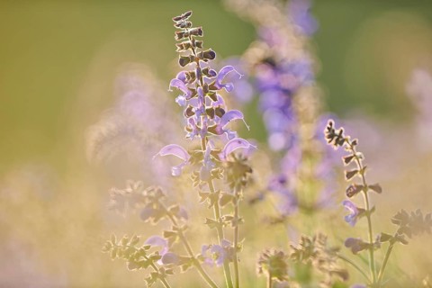 Meadow clary (Salvia pratensis) blooming in a meadow