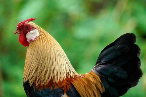 Bantam