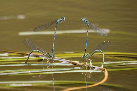 Azure damselflies (Coenagrion puella) laying eggs