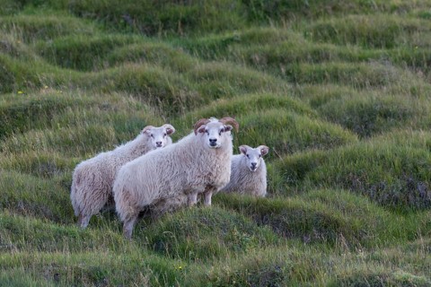 Domestic sheep (Ovis aries)