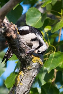 Syrian woodpecker (Dendrocopos syriacus)