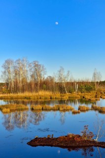 Bog pond with common Common Club-rushes (Schoenoplectus lacustris) and group of trees Common pine (Pinus sylvestris) and Downy birch (Betula pubescens) Grundbeckenmoor Raubling