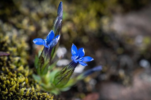 Blue gentian Clusius' gentian (Gentiana clusii)