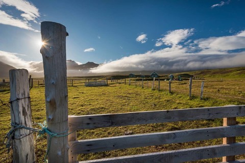 Sheep fence and