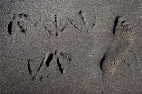 Prints of kittiwakes and foot sole