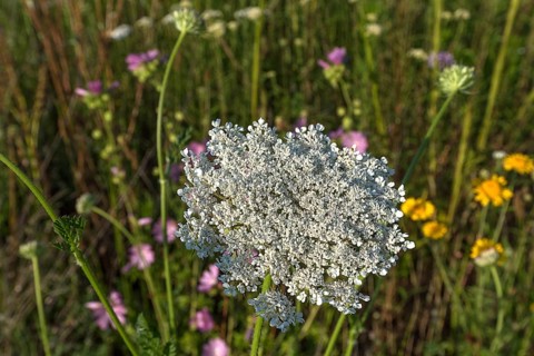 Flower of the wild carrot (Daucus carota) in a flowering meadow