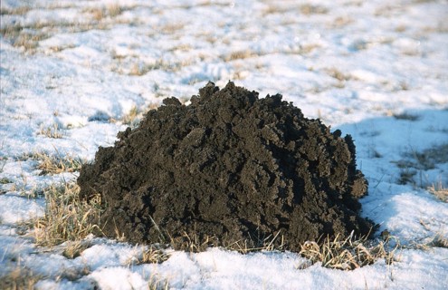 Mole pile