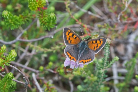 Small copper (Lycaena phlaeas)