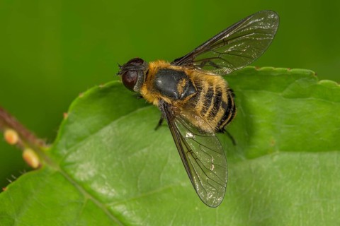 Hottentot fly (Villa hottentotta) sunning itself on a leaf