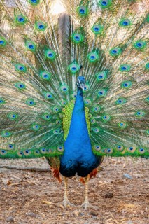 Peacock Indian peafowl (Pavo cristatus) beats wheel