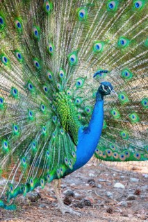 Peacock Indian peafowl (Pavo cristatus) beats wheel