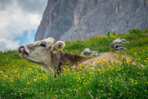 Tyrolean grey cattle on a pasture