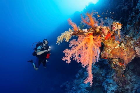 Diver with lamp looking at large Klunzinger's Soft Coral (Dendronephthya klunzingeri) on steep wall in backlight of sun