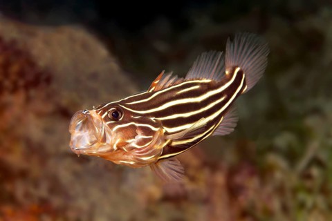 Six-lined soapfish (Grammistes sexlineatus) with open mouth