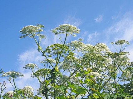 Giant hogweed (Heracleum mantegazzianum)