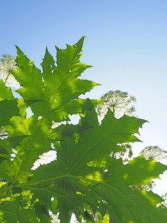 Giant hogweed (Heracleum mantegazzianum)