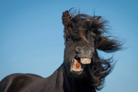 Icelandic horse (Equus islandicus)