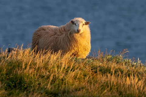 Domestic sheep (Ovis aries) in the evening light