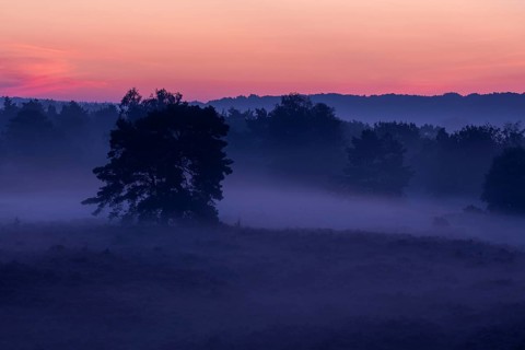 Common Heather (Calluna vulgaris) in the morning mist