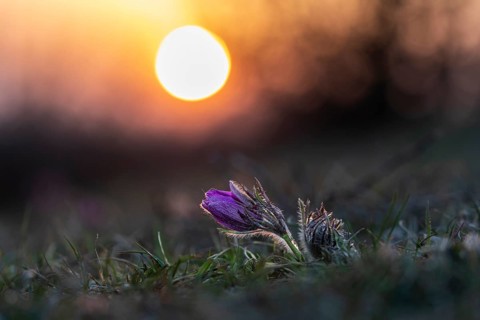 Common Pasque flower (Pulsatilla) at sunset vulgaris