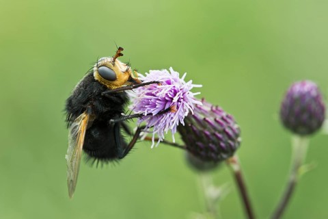 Giant tachinid fly (Tachina grossa)