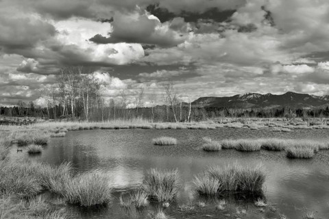 Pond with pond rushes (Schoenoplectus lacustris) in mire landscape