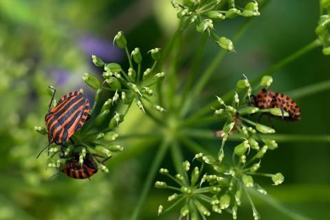 Italian striped-bugs (Graphosoma italicum) on a goutweed flower Ground elder (Aegopodium podagraria)