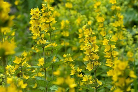 Flowering loosestrife (Lysimachia vulgaris)