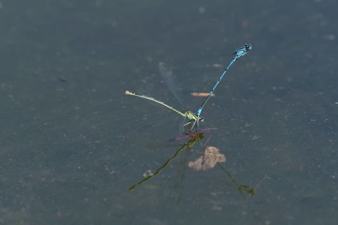Azure damselfly (Coenagrion puella) laying eggs