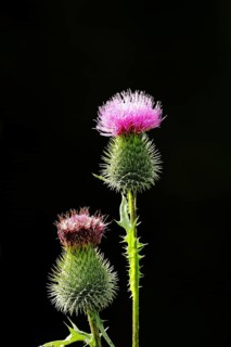 Spear Thistle (Cirsium vulgare)