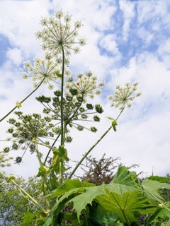 Giant hogweed (Heracleum mantegazzianum)