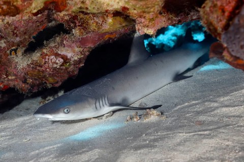 Juvenile whitetip reef shark (Triaenodon obesus) lying under coral block in sand