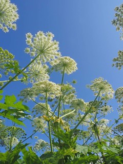 Giant hogweed (Heracleum mantegazzianum)