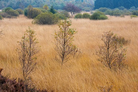 Autumn In the Platten Venn